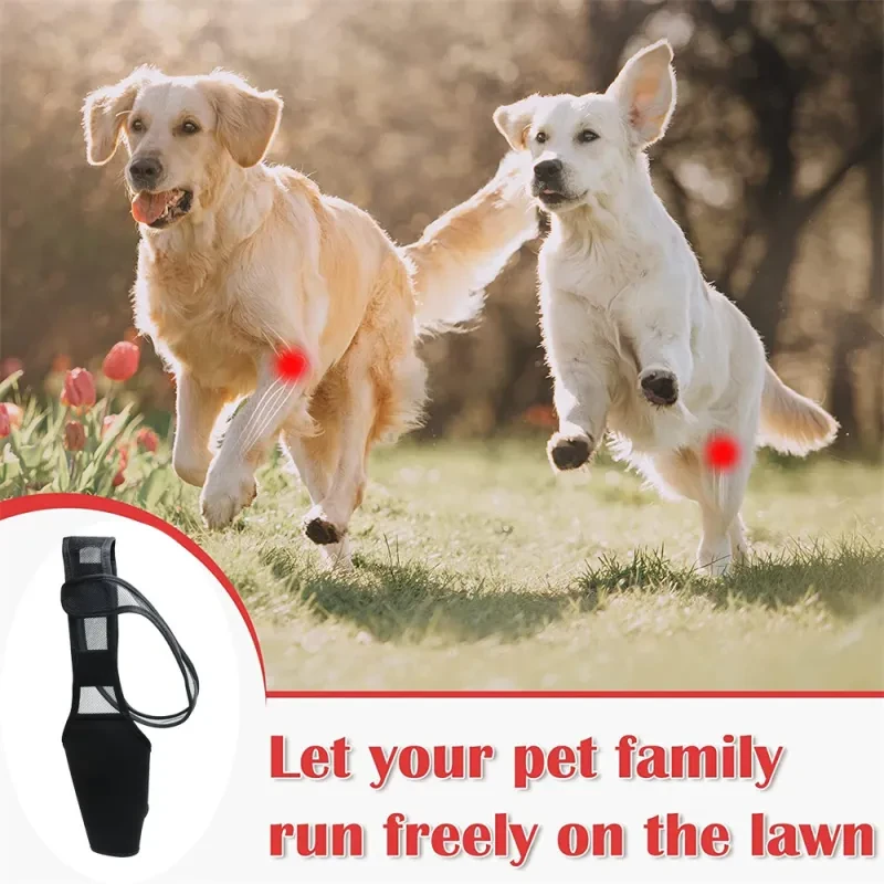 Dog Knee Brace for Leg Injury Support – Adjustable Canine Joint Wrap with Neoprene Fabric