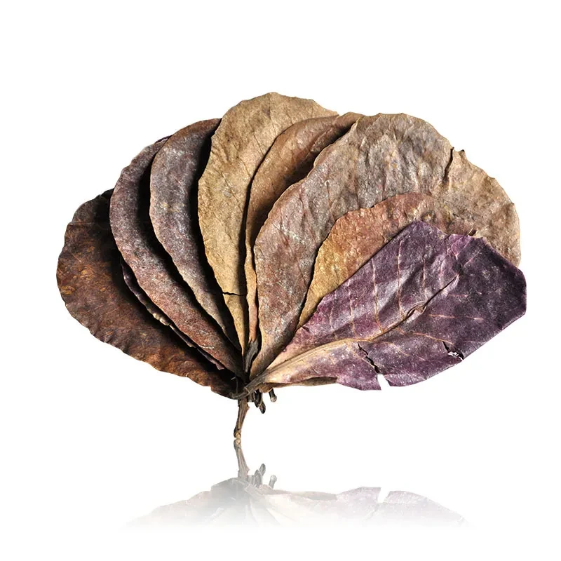 Olive Leaf Aquarium Decor – Lowers pH, Softens Water, Acid Reduction for Fish Tanks